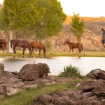 Cibolo-Creek-Ranch_Desktop_ET.webp